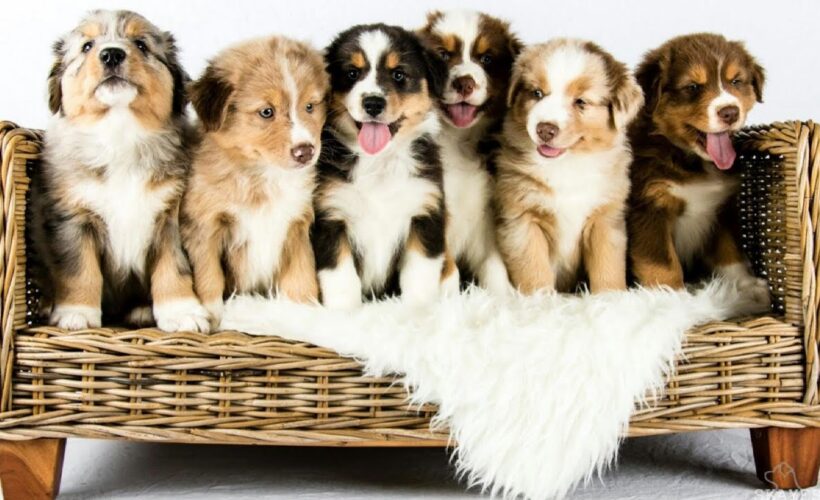 how many puppies do australian shepherds have