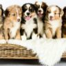 how many puppies do australian shepherds have