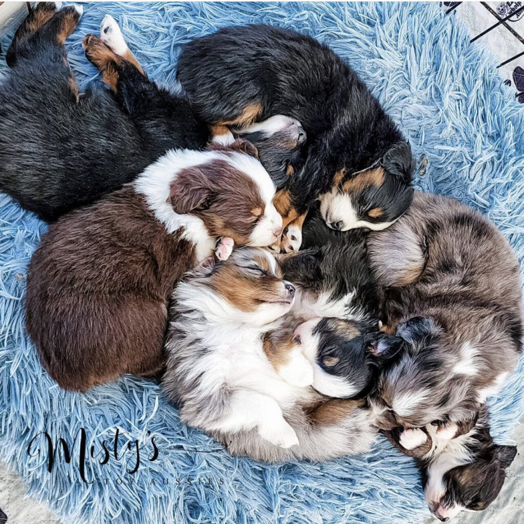 how many puppies do australian shepherds have