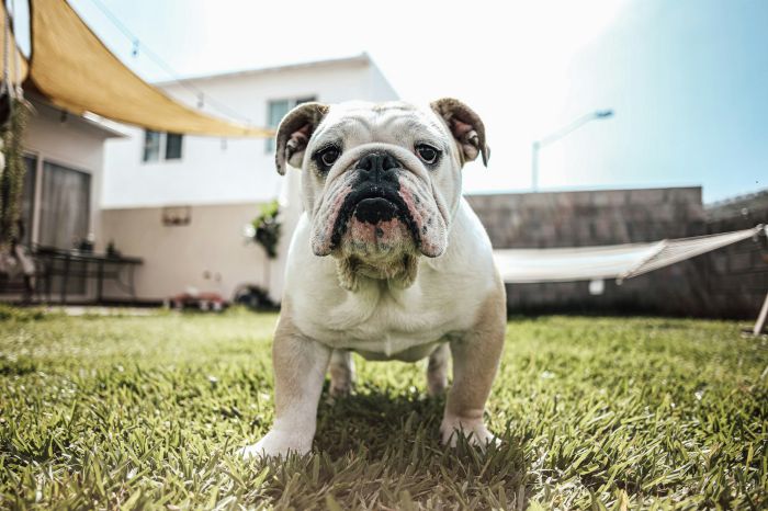 are english bulldogs smart