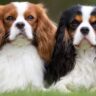 do cavalier king charles spaniel bark a lot