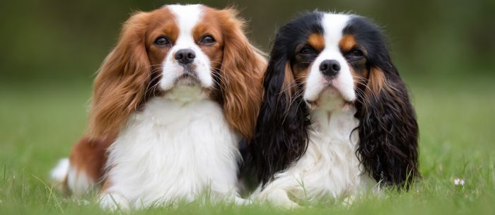 do cavalier king charles spaniel bark a lot