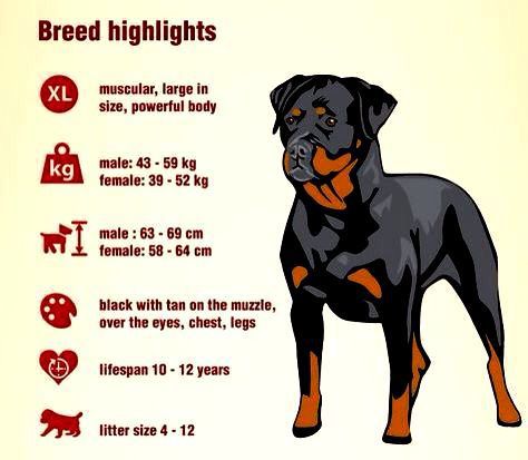 what is the lifespan of a rottweiler