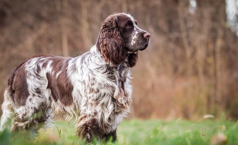 How long do English Springer Spaniels live