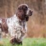 How long do English Springer Spaniels live