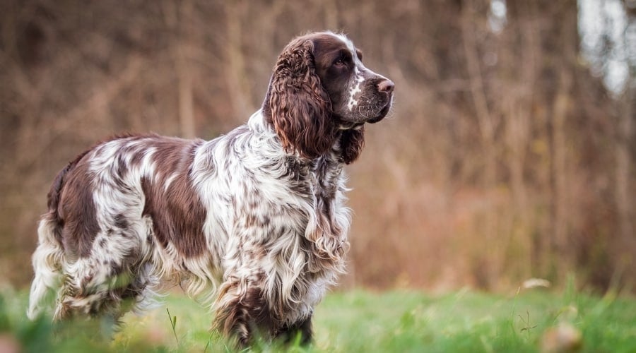 How long do English Springer Spaniels live