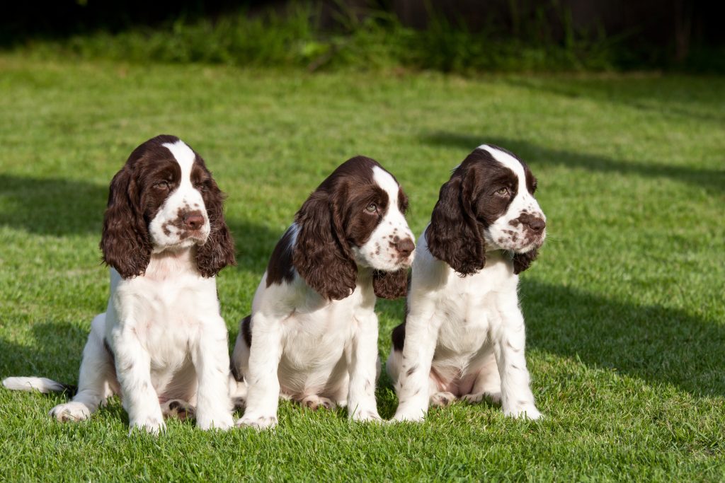 How long do English Springer Spaniels live