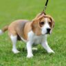 Are Beagles Aggressive