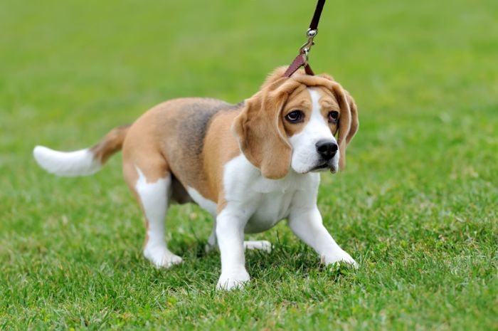 Are Beagles Aggressive