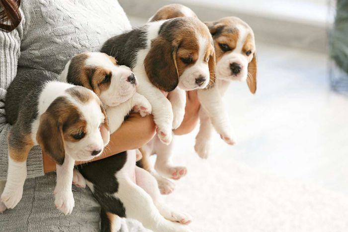 are beagles aggressive