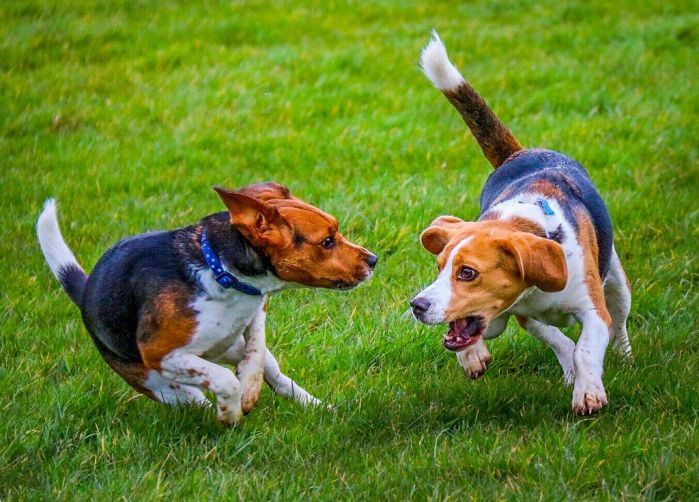 are beagles aggressive