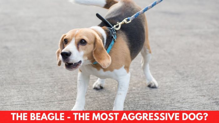 are beagles aggressive