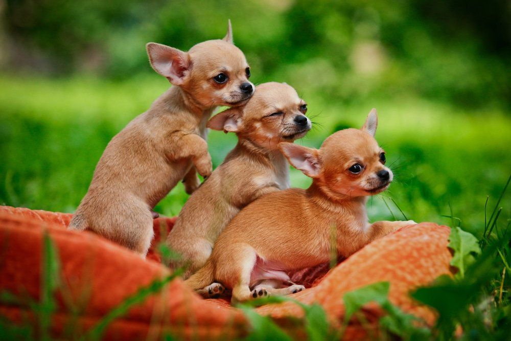 are chihuahuas easy to train