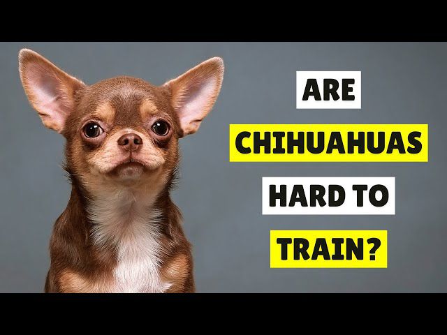 are chihuahuas easy to train