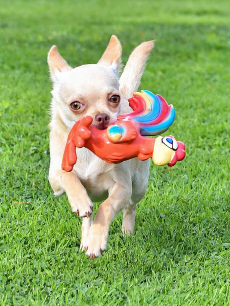 are chihuahuas easy to train