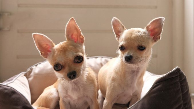 are chihuahuas terriers