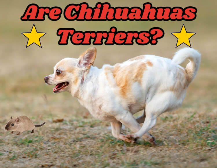 are chihuahuas terriers