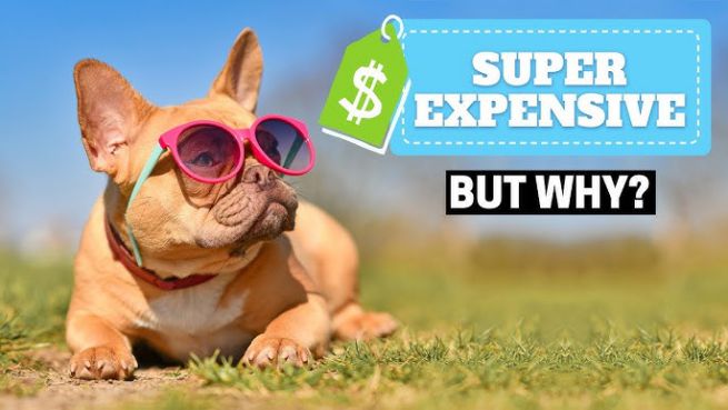 are french bulldogs expensive