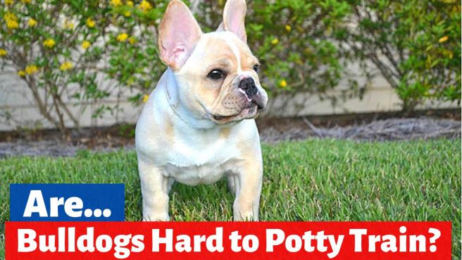 are french bulldogs hard to potty train