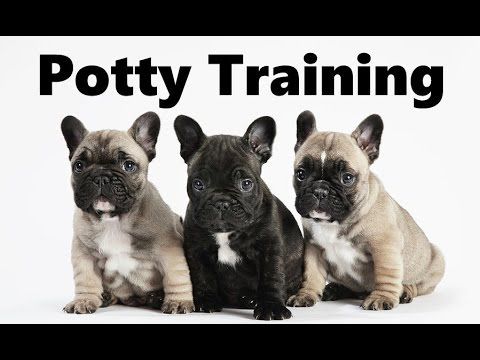 are french bulldogs hard to potty train