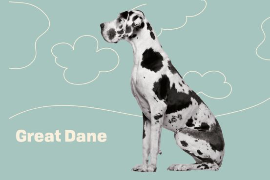 are great danes good dogs