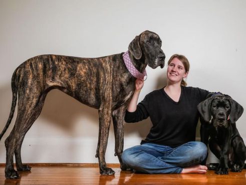 are great danes good dogs