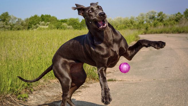 are great danes good dogs