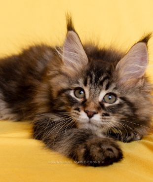 are maine coon cats aggressive