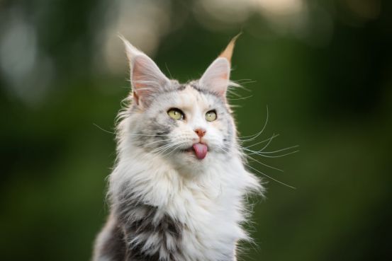 are maine coon cats aggressive