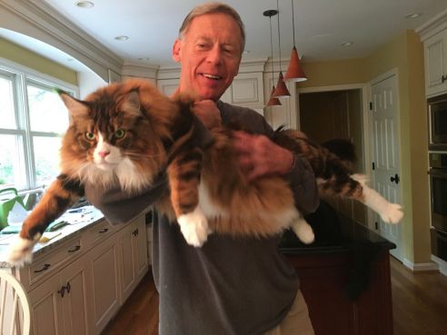 are maine coon cats aggressive