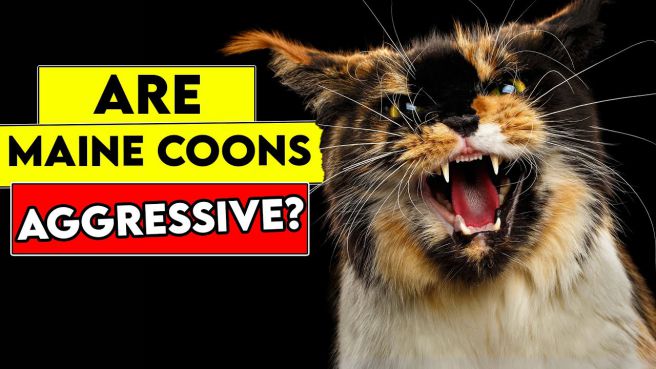 are maine coon cats aggressive