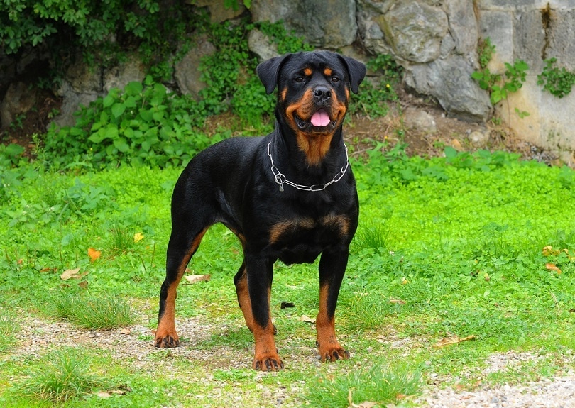 are rottweilers good with cats