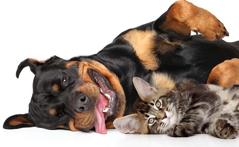 are rottweilers good with cats