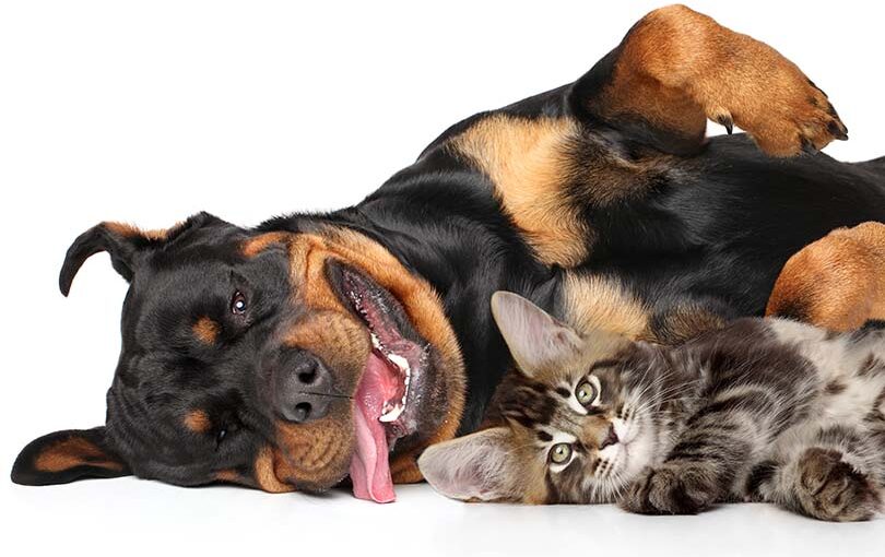 are rottweilers good with cats