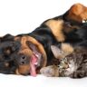 are rottweilers good with cats