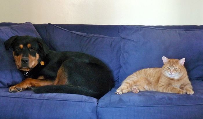 are rottweilers good with cats