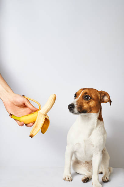 can chihuahuas eat bananas