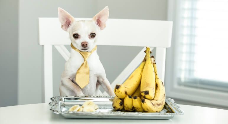 can chihuahuas eat bananas