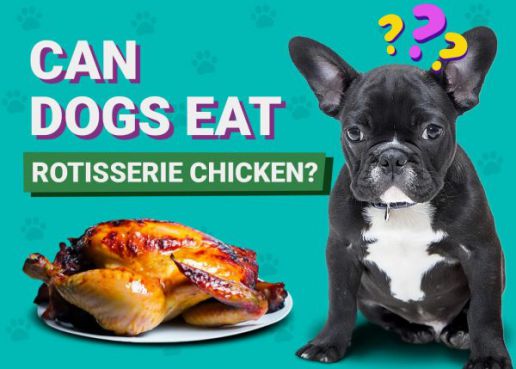 can french bulldogs eat chicken