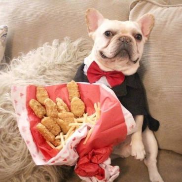 can french bulldogs eat chicken