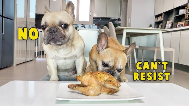 can french bulldogs eat chicken