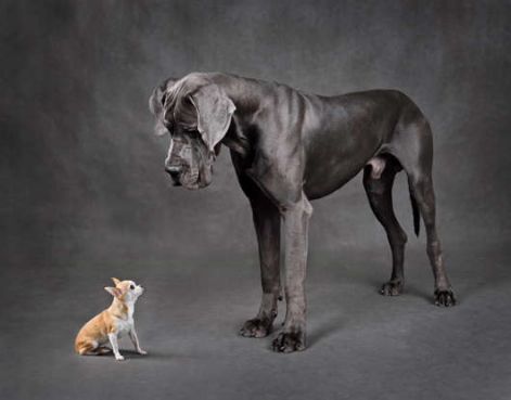 can great danes be guard dogs