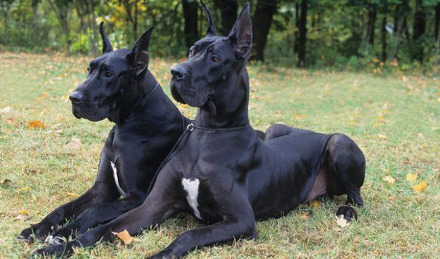 can great danes be guard dogs