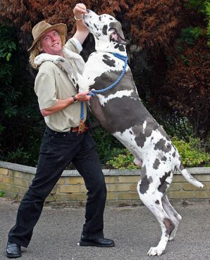 can great danes be guard dogs