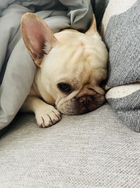 do french bulldogs sleep a lot