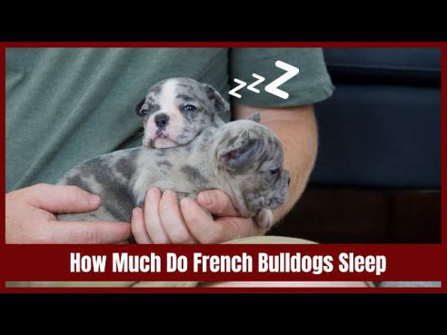 do french bulldogs sleep a lot