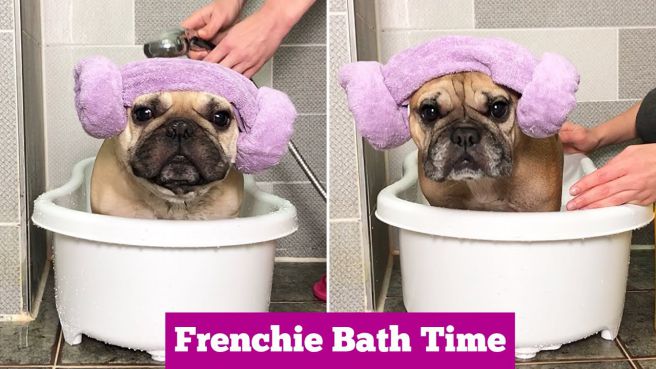 does french bulldog smell