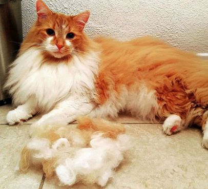 does maine coon cats shed a lot