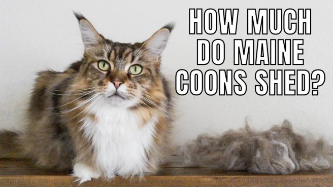 does maine coon cats shed a lot