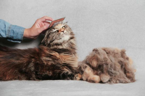 does maine coon cats shed a lot